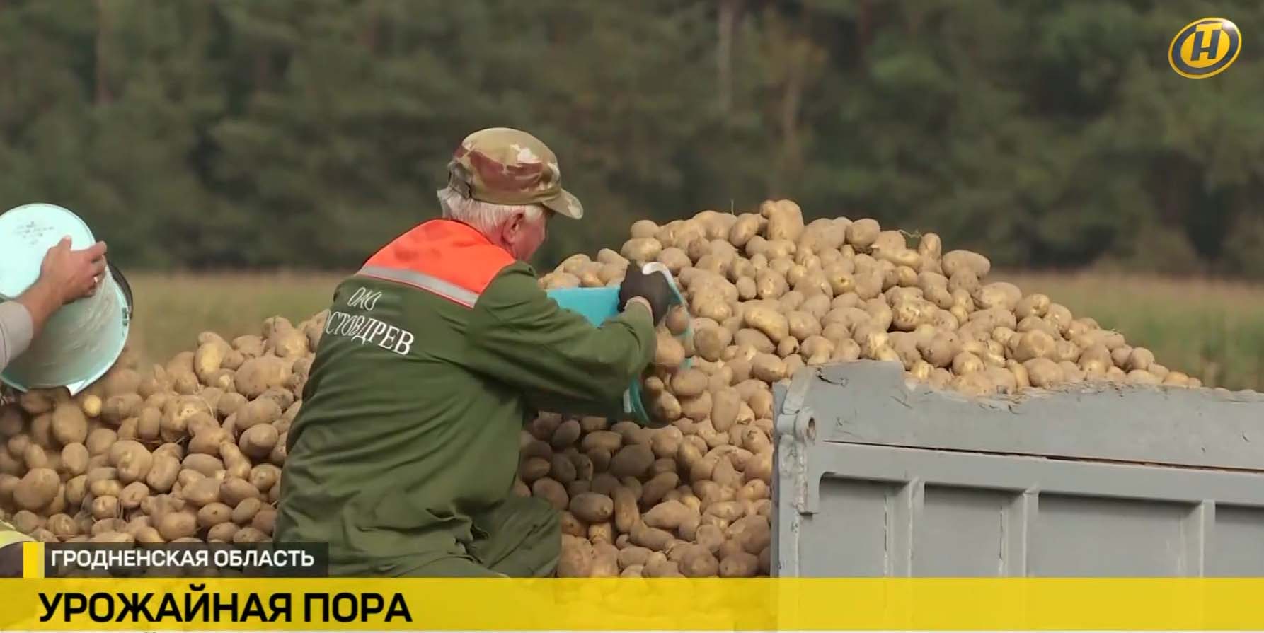 Уборка картофеля в поле